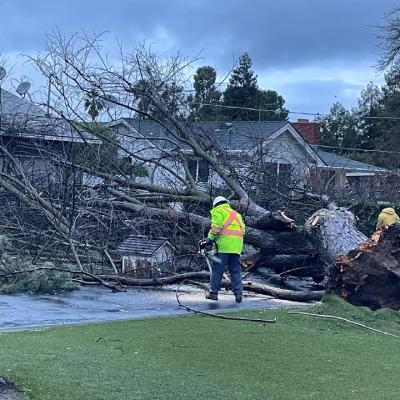 TREE REMOVAL