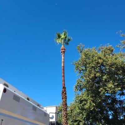 TREE TRIMMING
